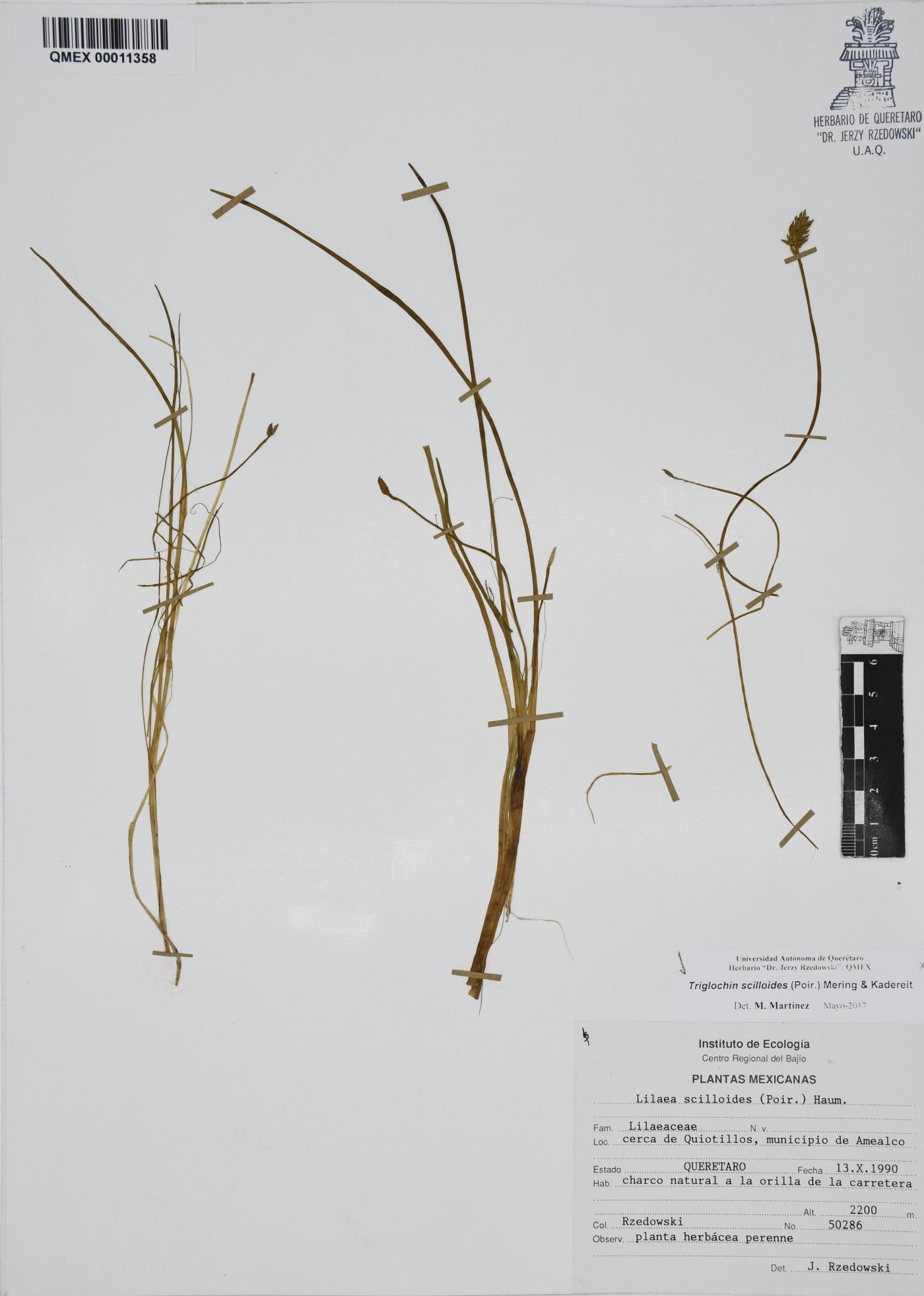 Triglochin scilloides image